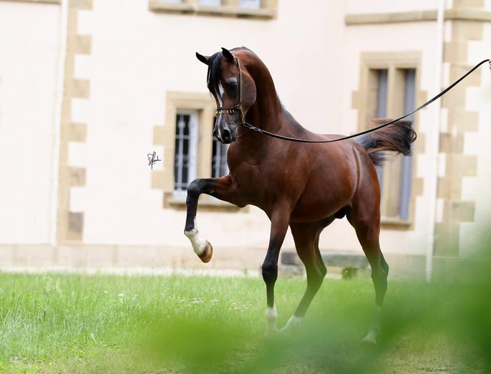 Апартаменти Le Haras Du Favry Palinges Екстер'єр фото