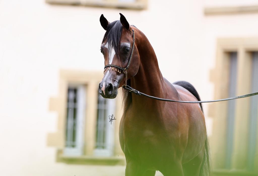 Апартаменти Le Haras Du Favry Palinges Екстер'єр фото